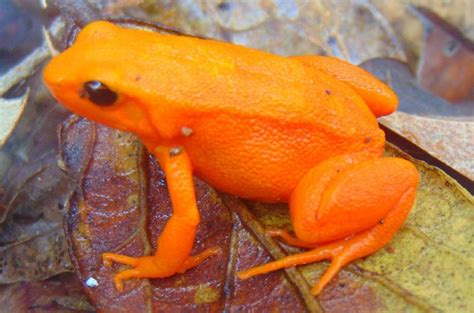 Species Conservation Strategy for Mantella aurantiaca (the Golden ...