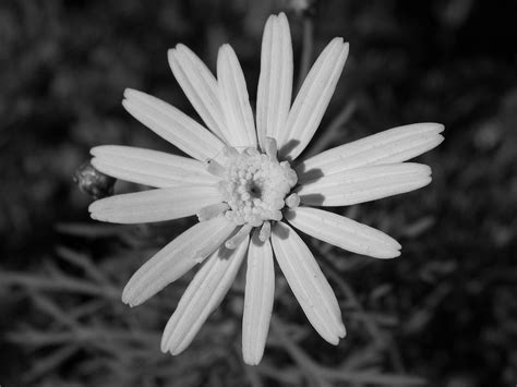 Black and White Daisy Wallpaper - WallpaperSafari