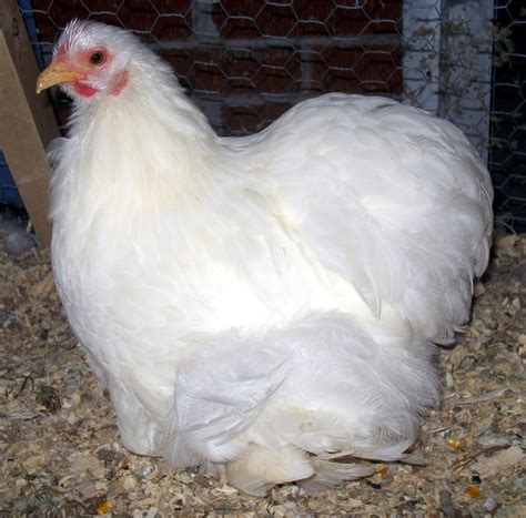 Bantam White Cochins | Homestead - Bantam Chicks | Pinterest