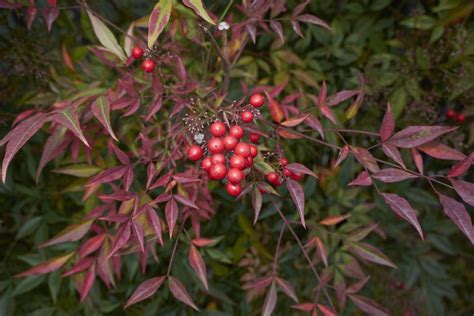 Pruning Heavenly Bamboo Plants - Learn When And How To Prune Nandina Shrubs