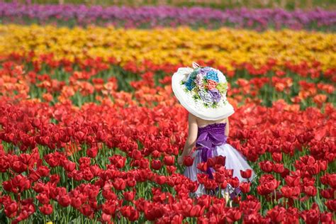 aerial view of tulip fields images | tesselaar-tulip-festival-kid-in-field.jpg | Flowers ...