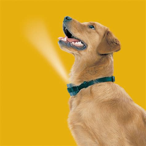 Spray Bark Collars - British Dog - Dog Training Equipment