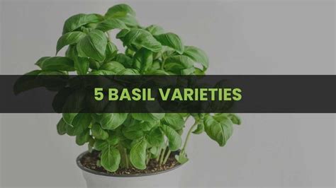 a potted plant with the words 5 basil varieties