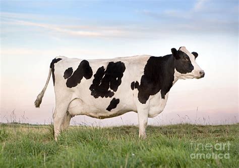 Holstein Dairy Cow Photograph by Cindy Singleton