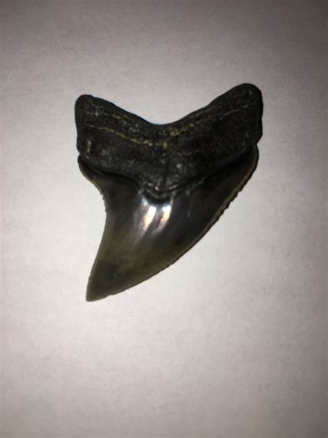 Serrated Thresher Shark tooth | Shark teeth, Shark, Beautiful teeth