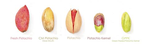 How the pistachio tree grows