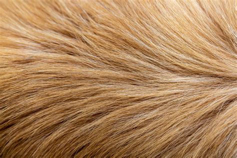 Dog Fur Texture Images – Browse 242,191 Stock Photos, Vectors, and Video | Adobe Stock