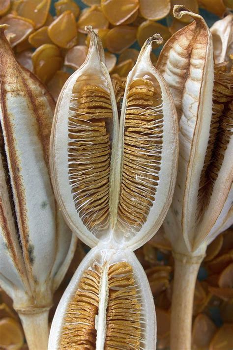 Seed Capsule Of Tulipa Sprengeri Photograph by Dr Jeremy Burgess - Fine ...