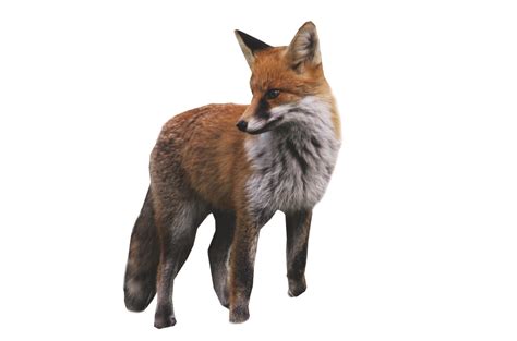 Fox Drawing Png Image Purepng Free Transparent Cc0 Png Image Library | Images and Photos finder