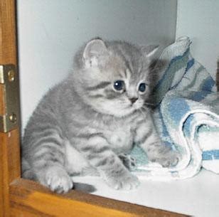 tiny chubby kitten | fuzzy fuzzy cute cute | Cute kitten pics, Kittens cutest, Cats