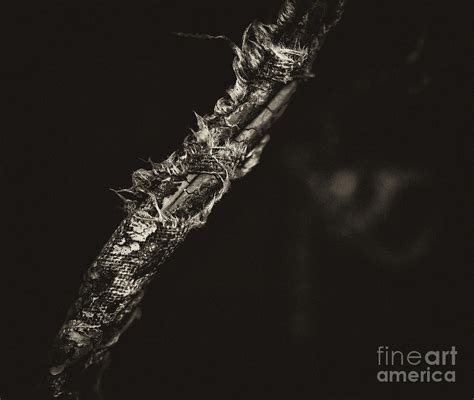 Frayed Wire Photograph by Wilma Birdwell - Fine Art America