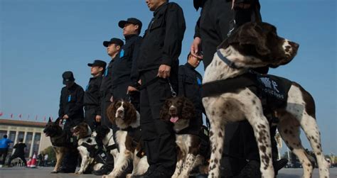 China: Police seek new shelter for dogs who were too friendly for law enforcement duties ...