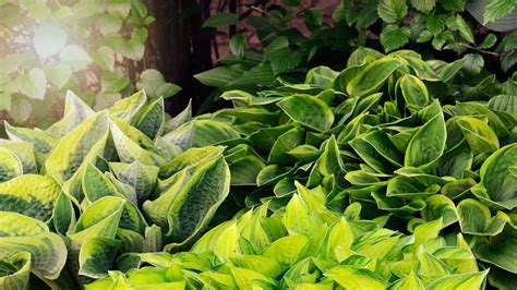 Hostas for Sun: Sun-Tolerant Options For Your Garden