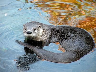 Adaptations - The World of the Sea Otter