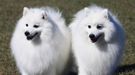 Japanese Spitz - Temperament, Lifespan, Shedding, Puppy