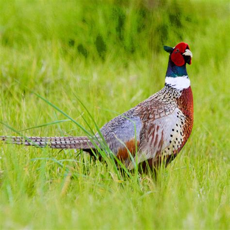 Hawaiʻi Birding Trails | ring-necked pheasant