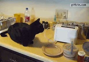 Cat Toaster GIF - Find & Share on GIPHY