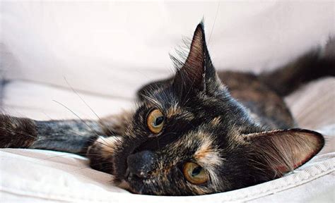 Tortoiseshell Cat Names – 100+ Perfect Ideas! - Find Cat Names