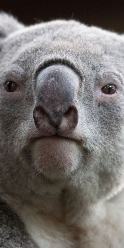 Koala (hairy tongue) ? | Aminimals | Pinterest