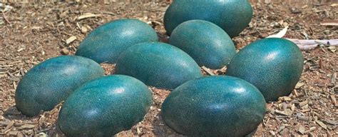 Blue dinosaur eggs have revealed a surprise about ancient bird-like ...