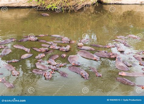 Herd of Hippos Swimming in Mara River at Africa Stock Image - Image of ...