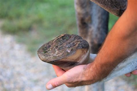 Horse Hoof Abscesses: A Complete Guide for Beginners | Diary of an OTTB