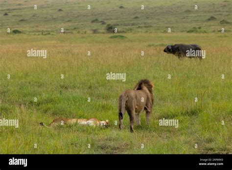 Male lion hunting a cape buffalo in Masai Mara with sleeping lioness in the grass Stock Photo ...