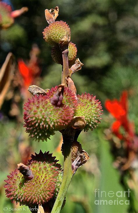 Lily Pods Photograph by Susan Herber - Fine Art America