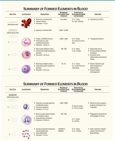 Lab 12: Blood Components Diagram | Quizlet