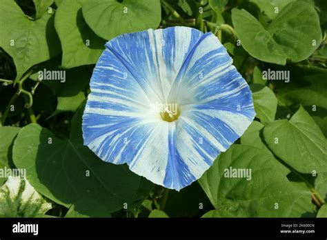 Morning Glory(Ipomoea tricolor 'Flying saucers') flower Stock Photo - Alamy