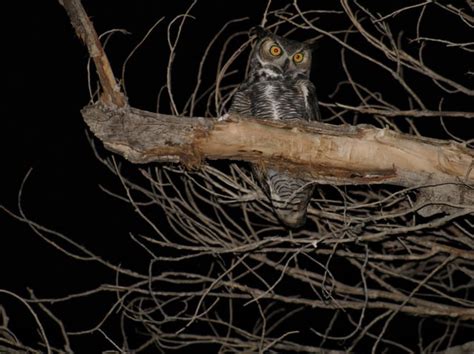 Wildlife I Spotted in Big Bend : r/BigBendTX