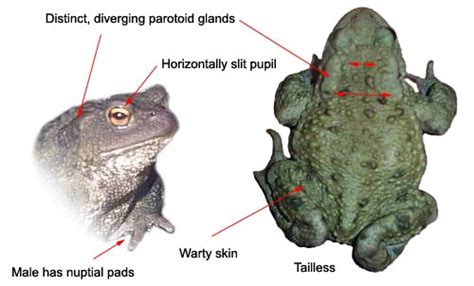 Negotiated Project: Common Toad (Bufo bufo)