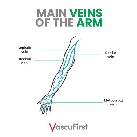 Overview of anatomy and physiology related to vascular access ...