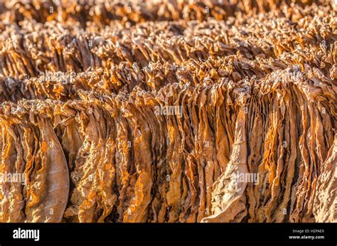 Harvesting Tobacco Leaves Stock Photos & Harvesting Tobacco Leaves Stock Images - Alamy