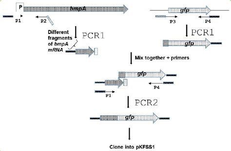 Schematic description of the construction process of the B. burgdorferi ...