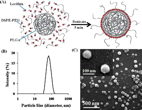 Figure 1 from Quick synthesis of lipid-polymer hybrid nanoparticles with low polydispersity ...