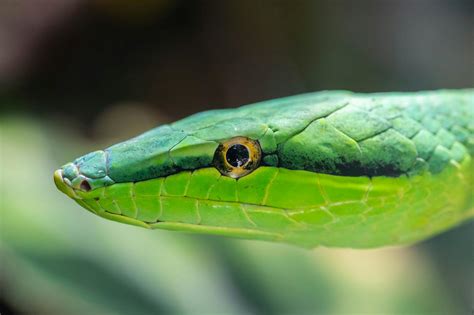 Green Viper · Free Stock Photo