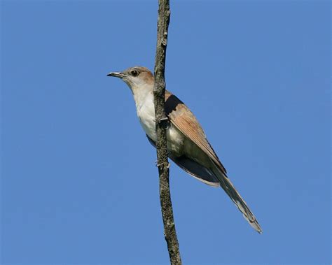 Black-billed Cuckoo | Audubon Field Guide