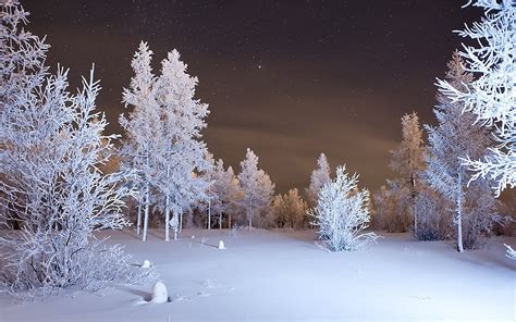 Pine trees covered in snow at night HD wallpaper | Wallpaper Flare