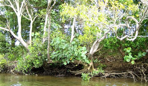 Riparian & Coastal Vegetation - RIPARIAN ENGINEERING