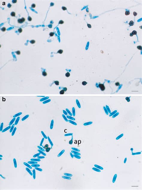 Conidia (c) germination and appressoria (ap) formation for... | Download Scientific Diagram