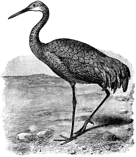 Sandhill Crane | ClipArt ETC