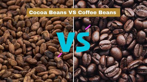 Cocoa beans vs coffee beans (beans showdown)