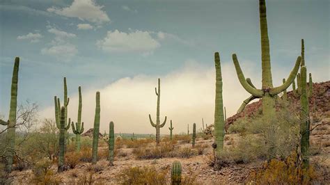 How Plants Adapt to the Desert or Low Water Environments | PBS