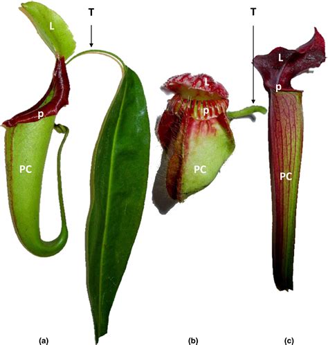 Convergent Evolution Plants