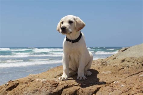 The White Labrador (Everything You Need to Know)