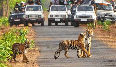 5 Amazing National Park and Wildlife Sanctuaries in Uttarakhand - lifeberrys.com