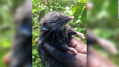 Hero shrews have strong, interlocking spines unlike any other animal, study says - CNN