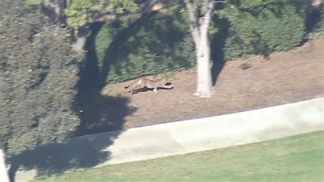 Mountain lion captured after sighting in Brentwood prompted lockdown of ...