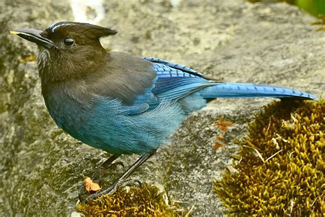 Steller's Jay - Cyanocitta stelleri - Corvidae